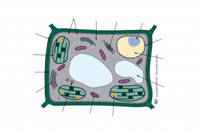 Ultrastructure d'une cellule végétale chlorophyllienne (à compléter)